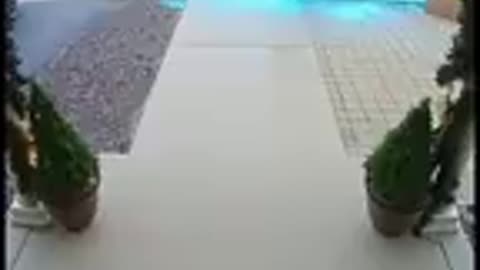 Porch Pirates Holiday Special 😎🤣🔍🐇