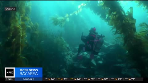 Catalina Island's biodiversity facing threat from gillnets, scientists warn