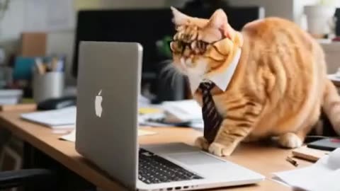 angry cat