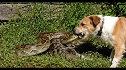 Dog And Cat Vs Snake