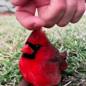 Man rescued a cardinal