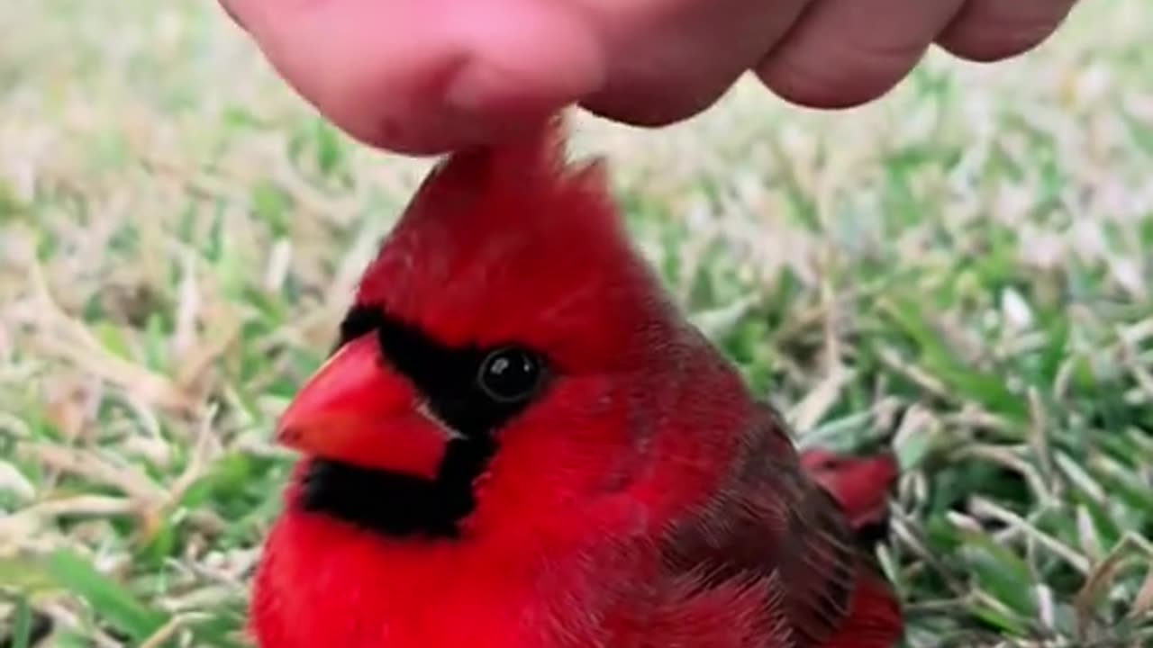 Man rescued a cardinal