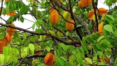 God enlightenment is earned with hard work by dedication to daily basis of doing silent meditation.