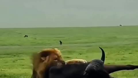 Lion Shocked 😲 & Specific Deer Rocked 😎