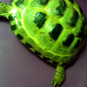 CREATURE 4101 Goes For a Swim