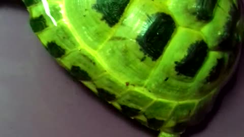 Green Tortoise Goes For a Swim
