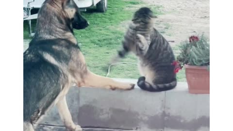 When You Have Two Dogs and One Cat, Only a Hidden Camera Can Reveal the Truth Behind a Fallen TV #fu