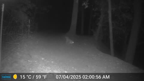 Mountain Lions