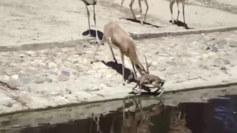 Animals Swimming & Drinking