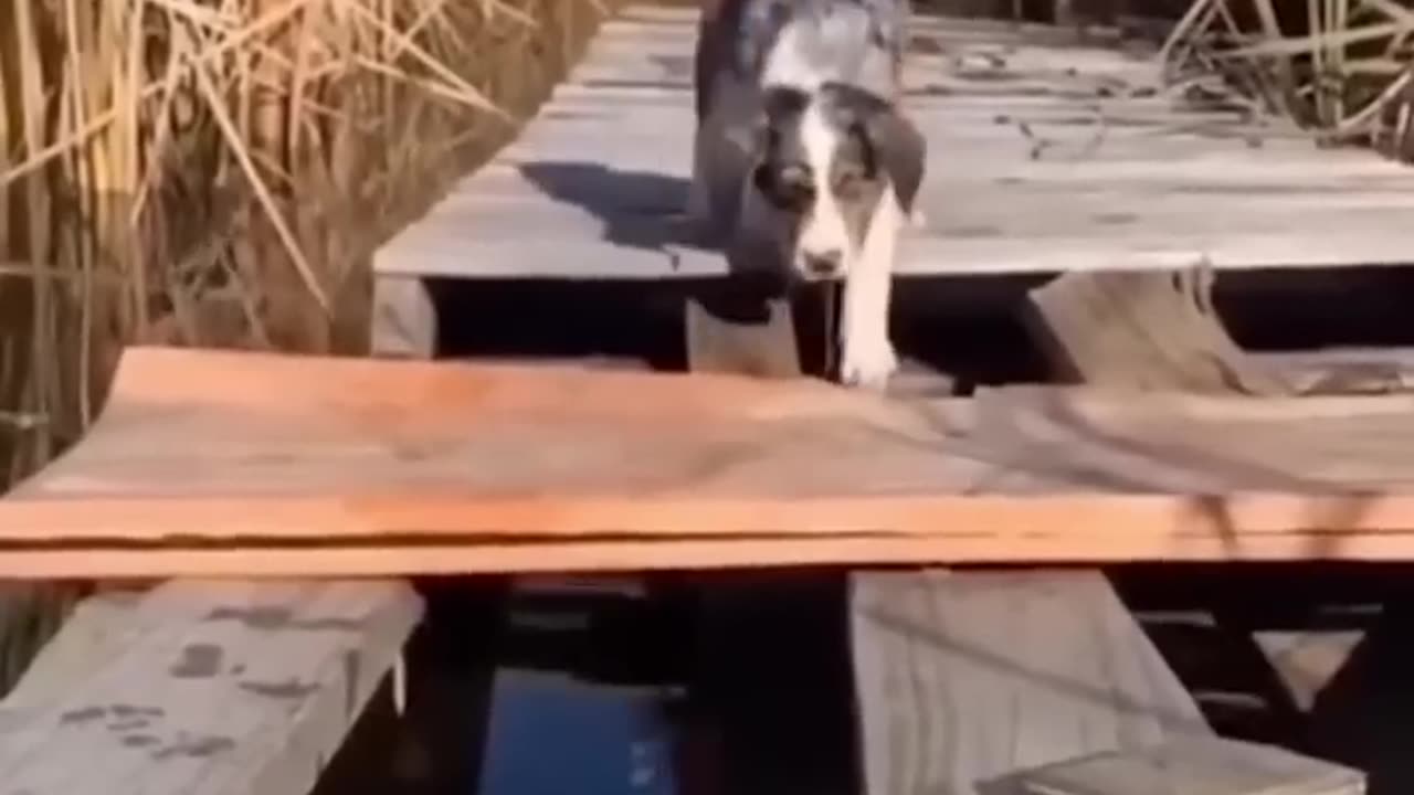 #Funny_#Animals_😹