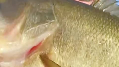 6-2 largemouth for Greico early on James River