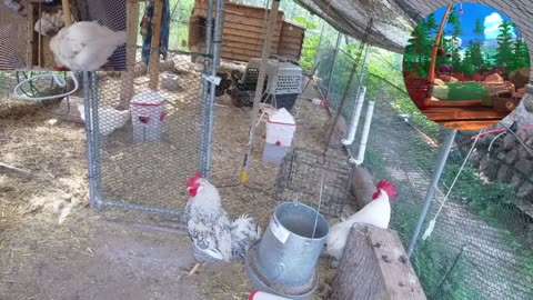 Chicken Live Stream
