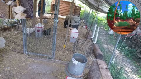 Chicken Live Stream
