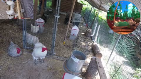 Chicken Live Stream