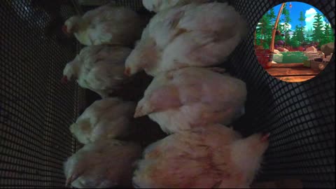 Chicken Live Stream