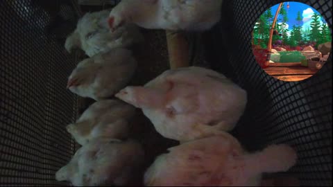 Chicken Live Stream