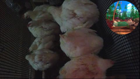 Chicken Live Stream