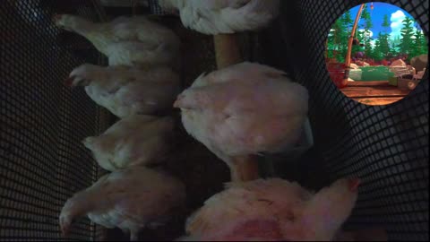 Chicken Live Stream