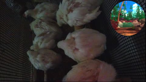 Chicken Live Stream