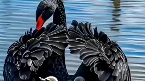 Most Beautiful Birds in the World 🕊️ | Stunning Nature Video | Relaxing Music 4K