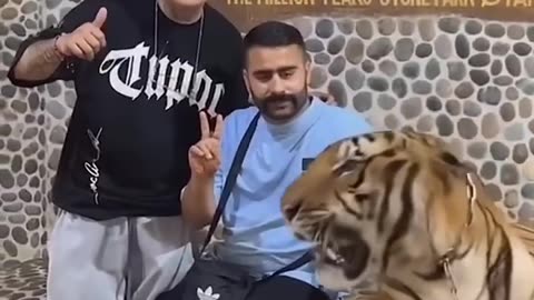 Funny Animals playing and fail