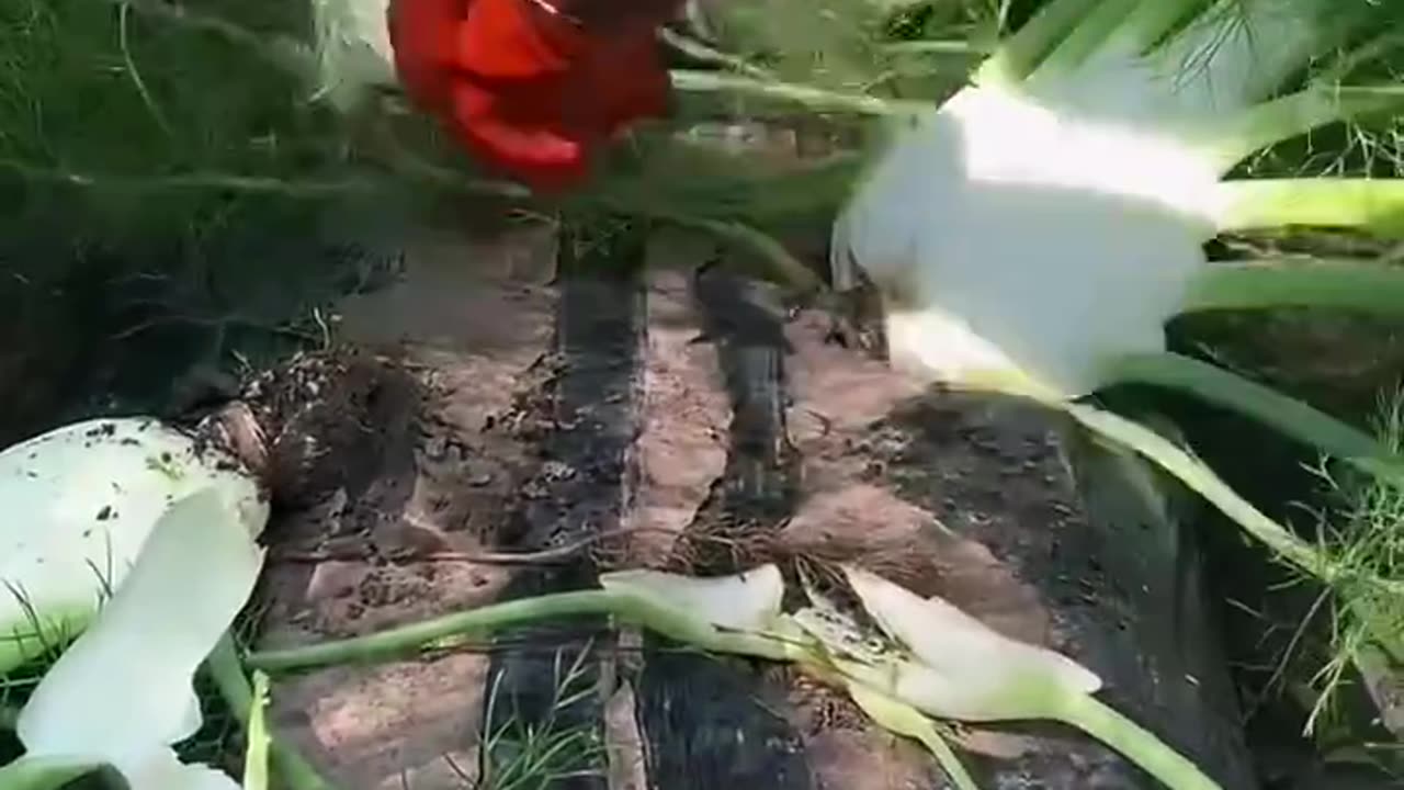 Short Video