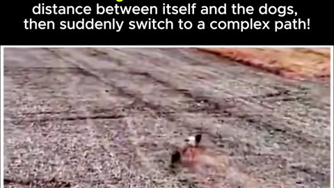 Wolves are incredibly clever, as you can see in the scene...