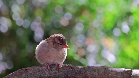 Relaxing Music With Birds | Beautiful Soothing Sound |