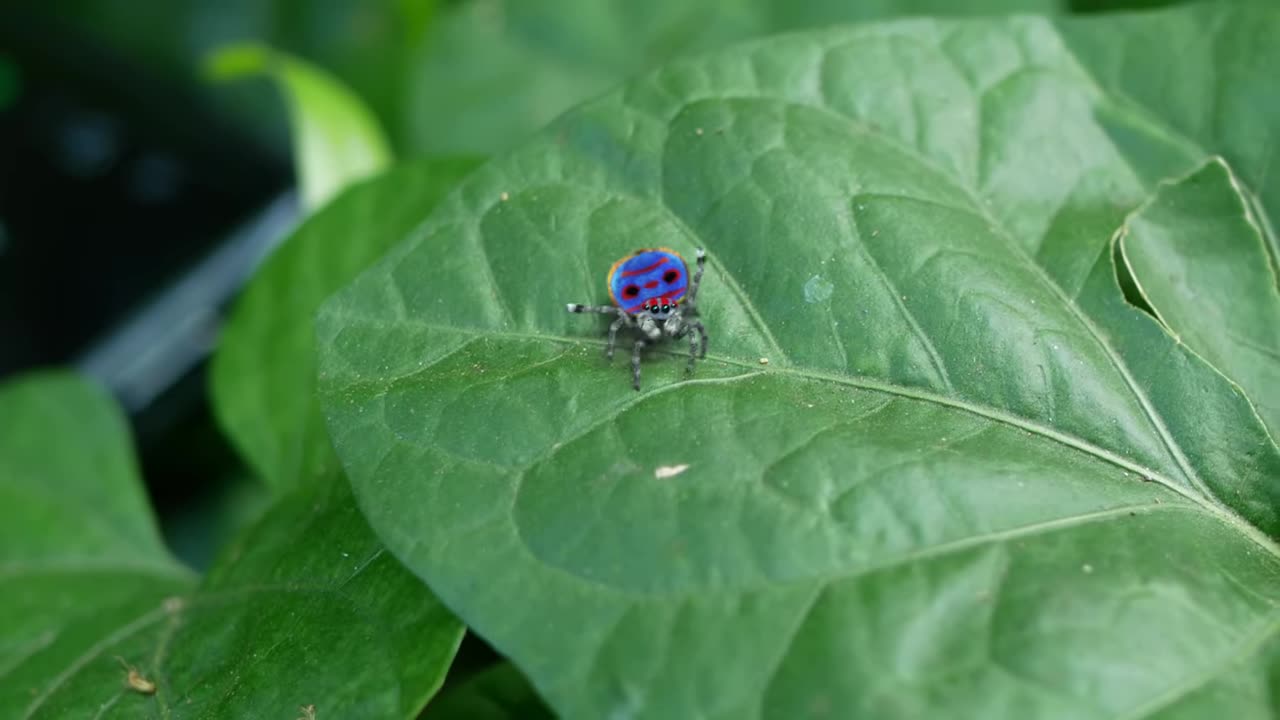 Dancing Cute Spider