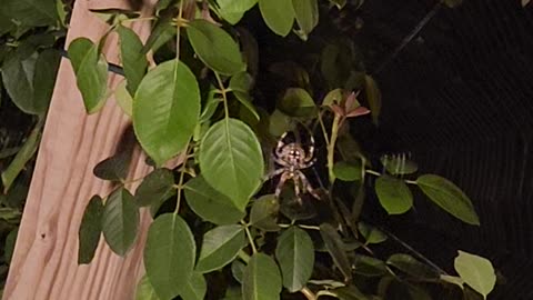 Last 5 mins of Big Spiders Nocturnal Web Completion / setup for hunt