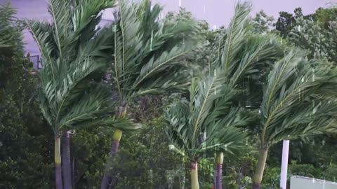 🌊 TUVALU – Your ROAR Will Rise From the Shoreline 🌊