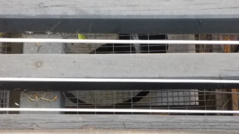 Monkey is hard to see through the fence