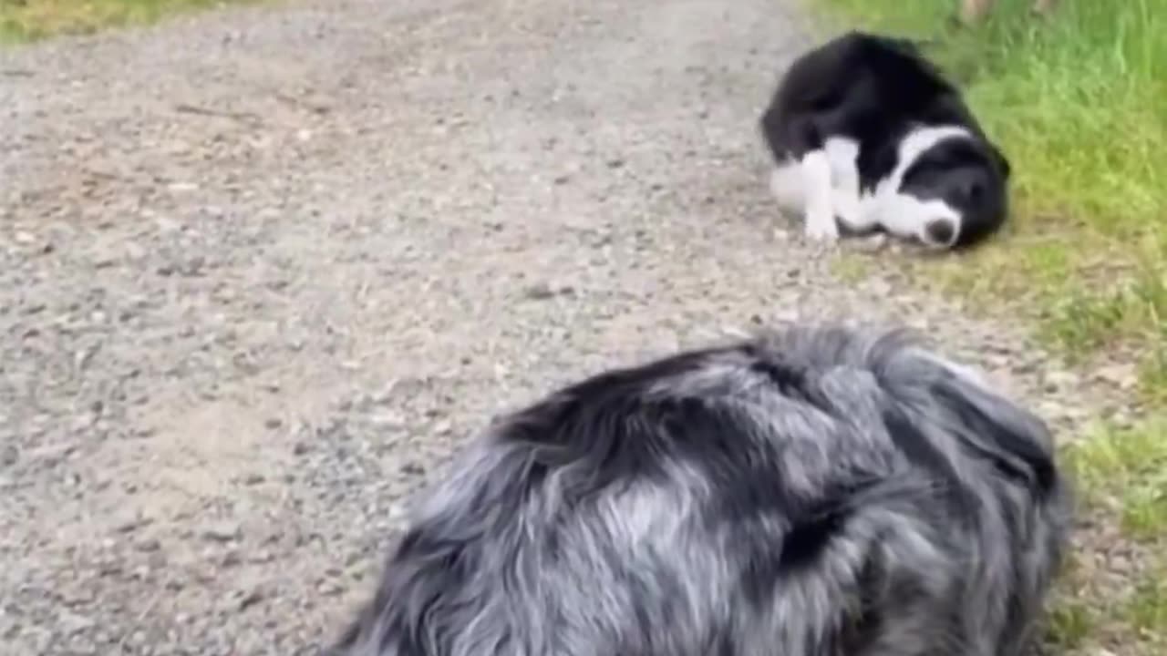These two best friends first time seeing eachother in over a year.. 😊