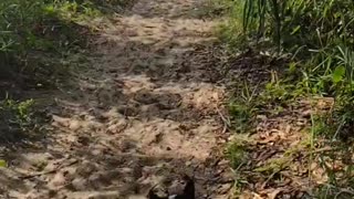 Sugar Biscuit Goes To The Beach (Shorts) #shorts