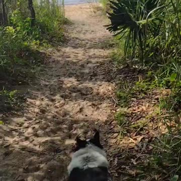 Sugar Biscuit Goes To The Beach (Shorts) #shorts
