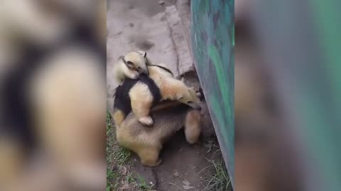 Try not to laugh: Funny Moment Animals part 1