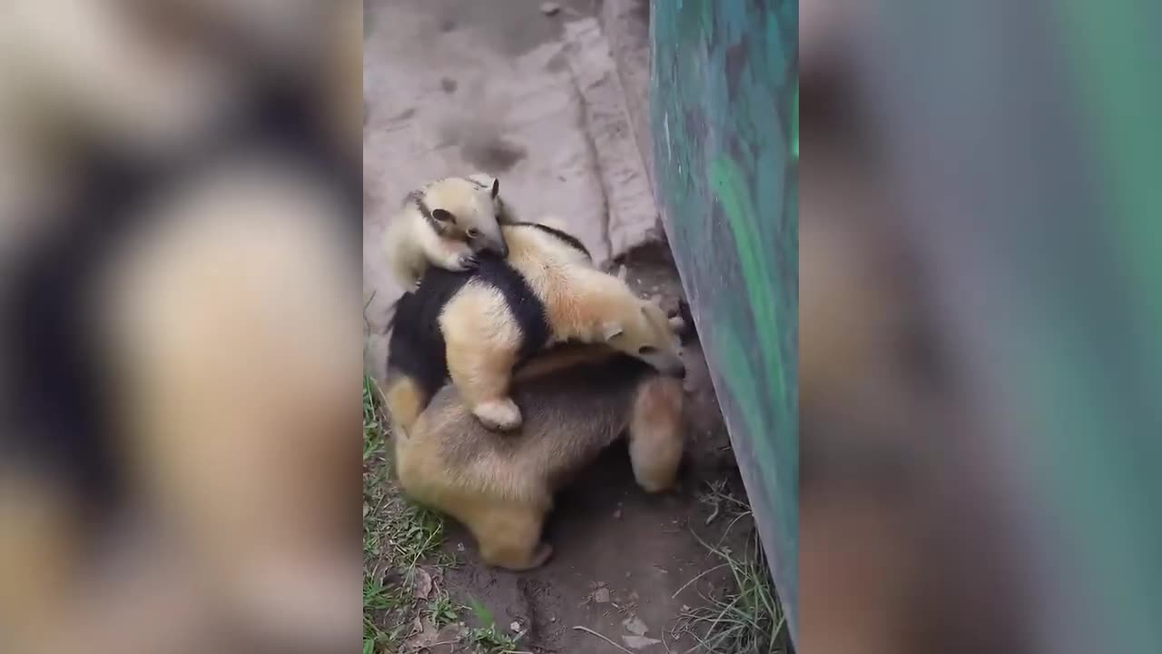 Try not to laugh: Funny Moment Animals part 1