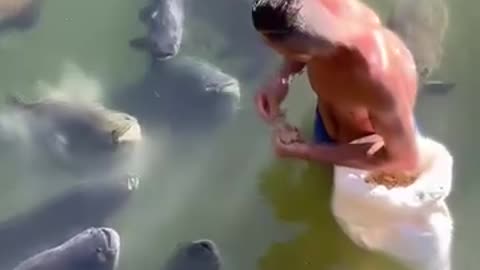 It's incredible that the fish come and eat from the keeper's hand.