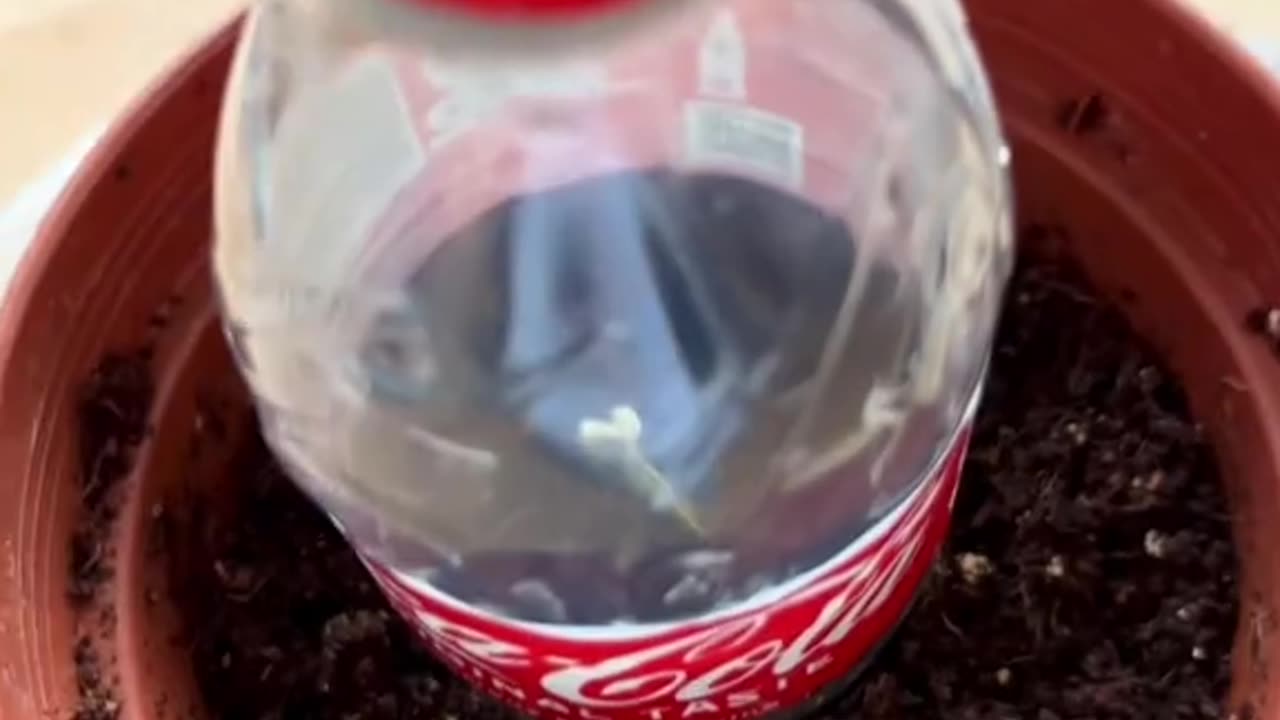 HOW TO GROW YOUR OWN CHERRIES
