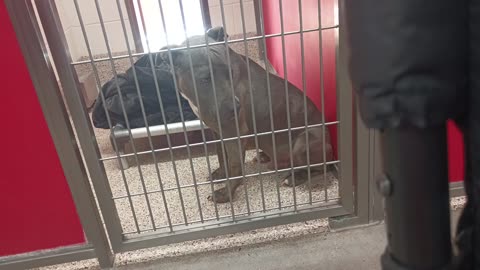 Rebel 11y A870950 kennel 36 pod 2 PACC shelter initially barks@me but relaxes by vid end20250704_891