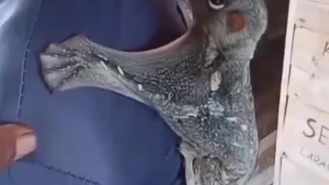 is this creature a Mandela Effect?