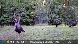 Turkey Chases Away a Crow