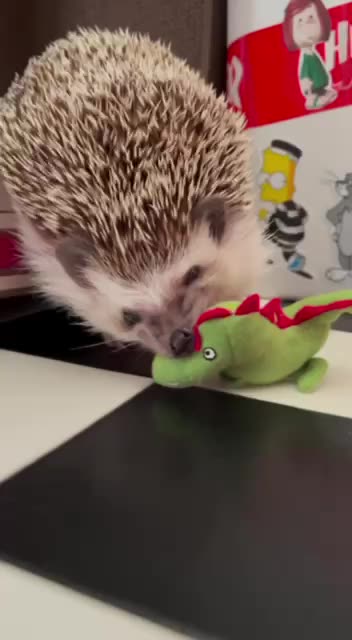 Ferocious hedgehog