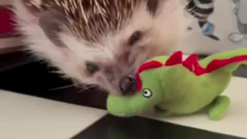 Ferocious hedgehog