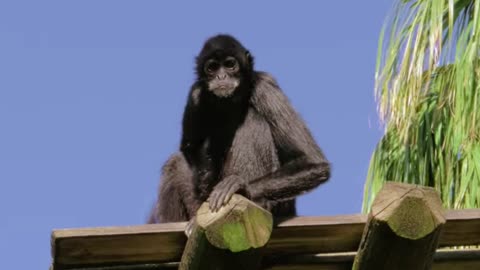 The Charm of the Wild Forest: Home to a Variety of Exotic Animals