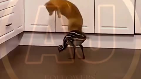Funny animals video