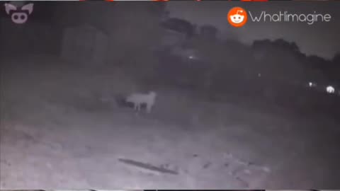 😨🐶 The Dog's Terrifying Disappearance | TheHauntingHour