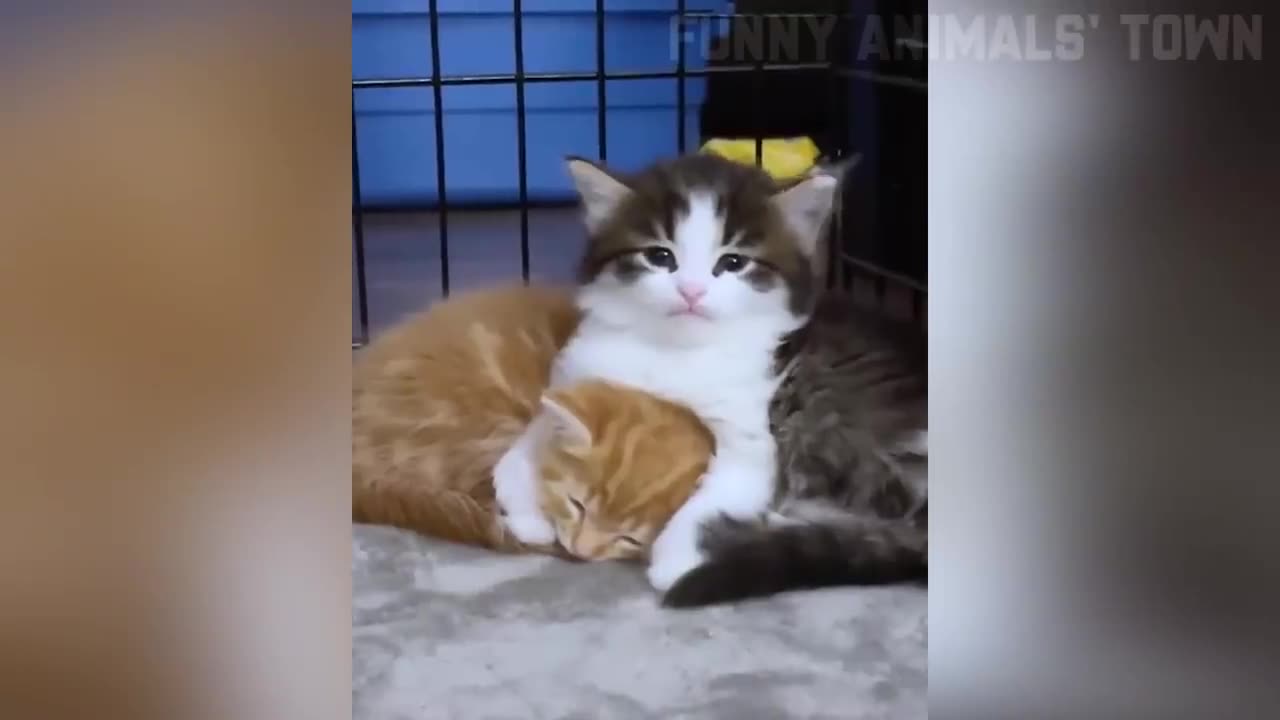 Funniest Cats and Dogs