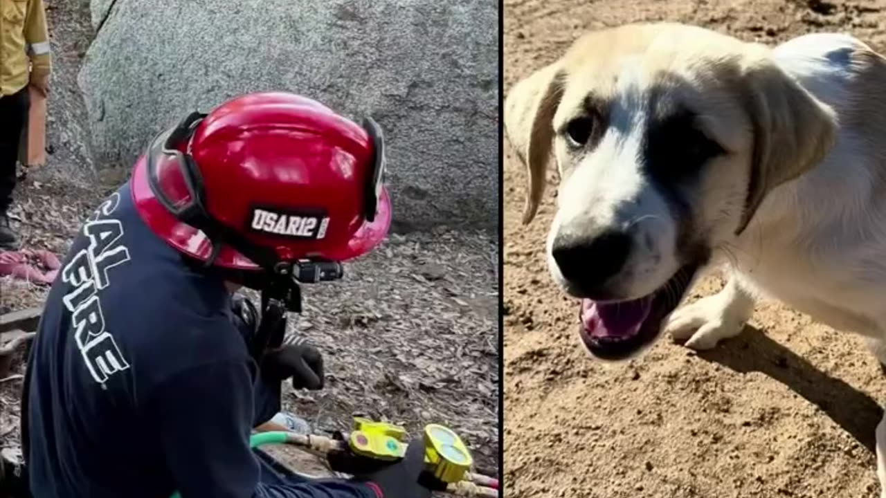 Firefighters Rescue 3 Month Old Pup! Ramona, CA