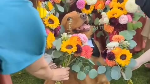 Wedding dogs